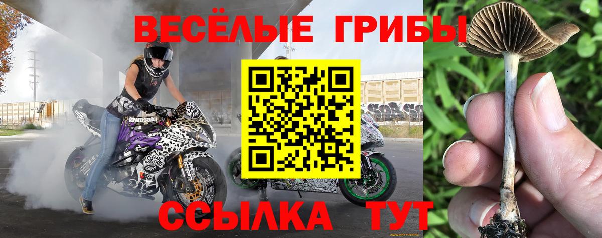 Домодедово  Псилоцибиновые грибы Cubensis  цена   Вход с VPN 